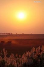 桉树爱考拉文集