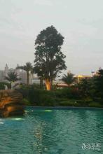 “蝶舞风飞”文集