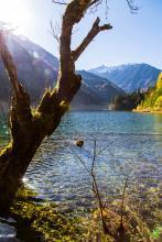 长颈鹿咳嗽文集