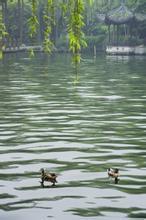 道不尽红尘奢恋文集